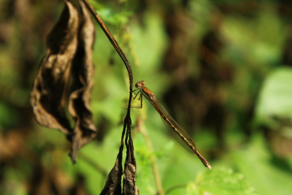 Sympecma fusca - téli rablószitakötő