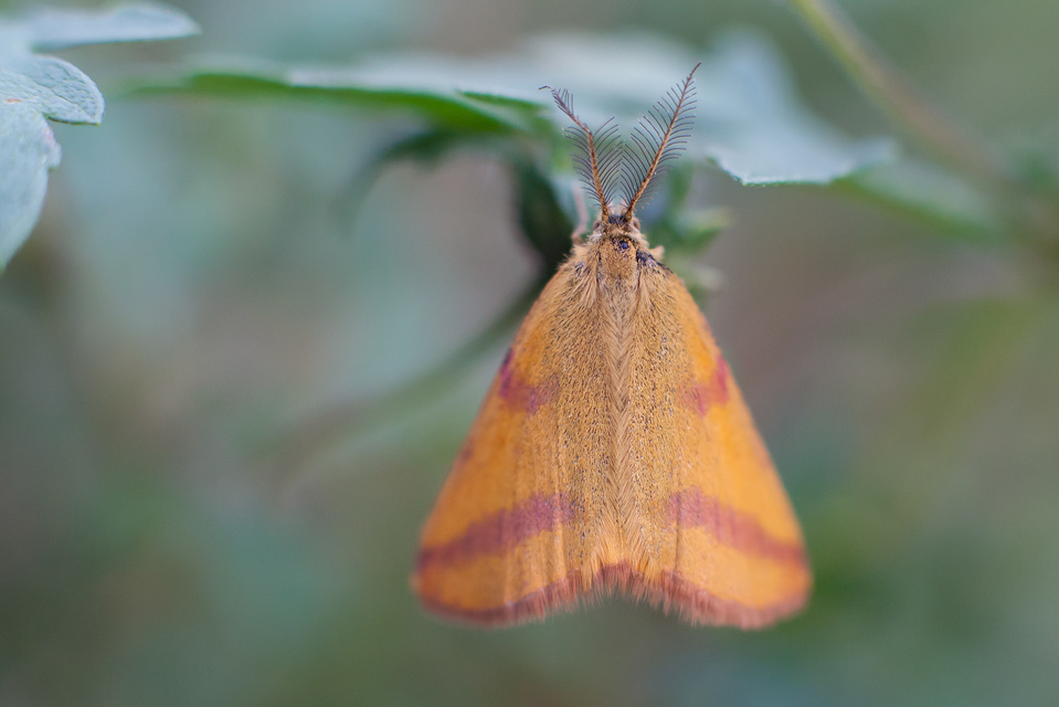 Lythria purpuraria - bíborsávos araszoló