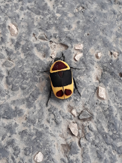 Pachnoda marginata