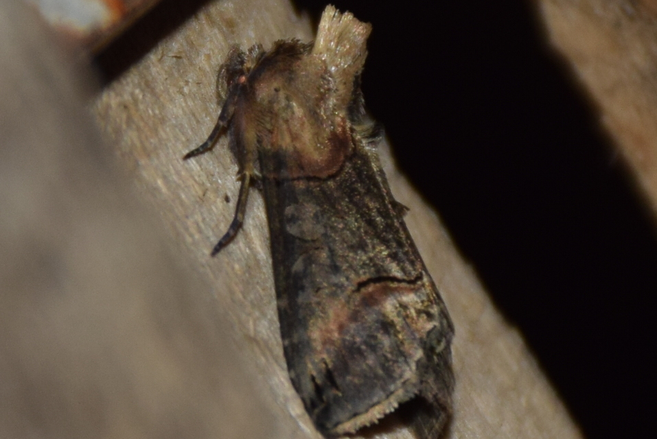 Abrostola triplasia - közönséges csalánbagoly