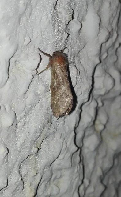 Triodia sylvina - kis gyökérrágólepke