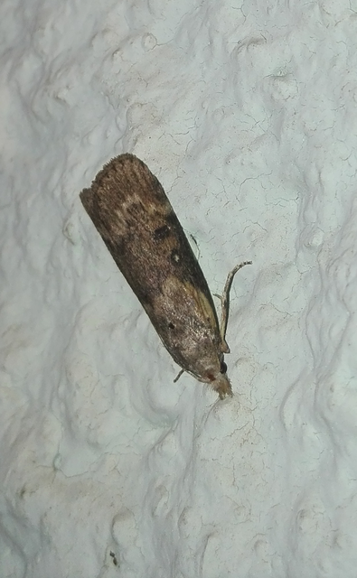 Lamoria anella - törmelékmoly