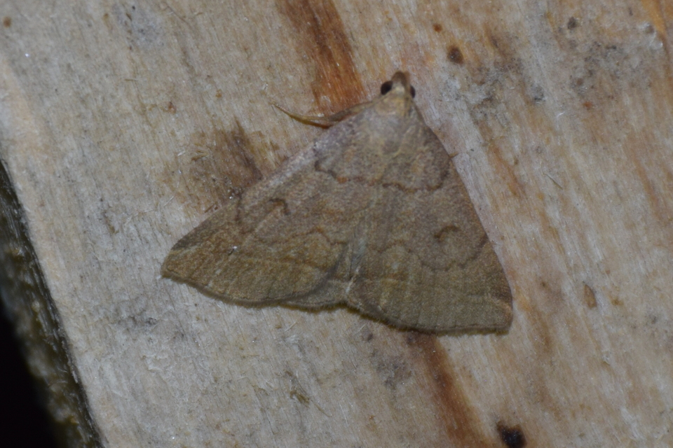 Zanclognatha lunalis - pelyheslábú karcsúbagoly
