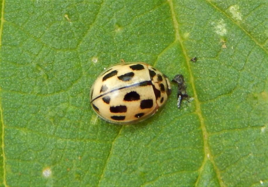 Propylea quatuordecimpunctata - tizennégypettyes füsskata