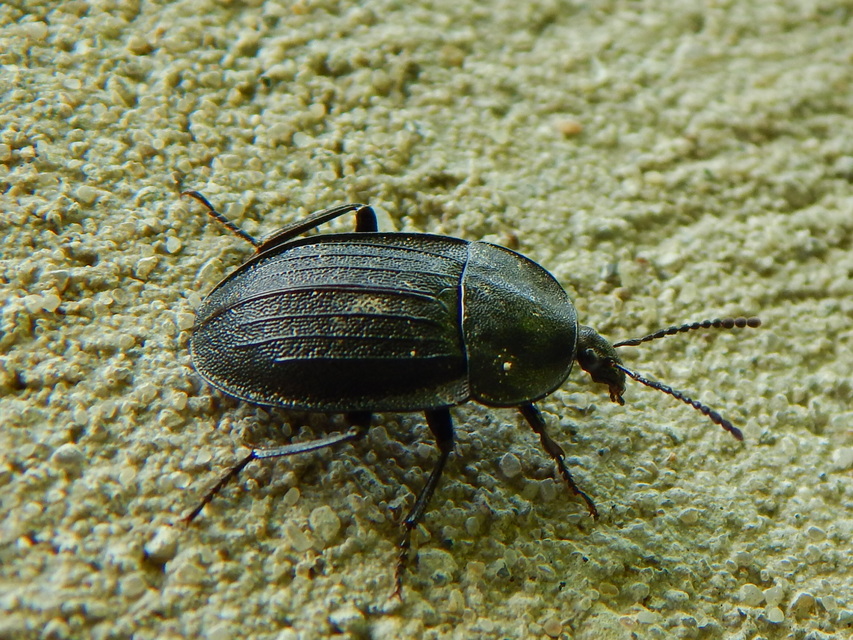 Phosphuga atrata - bordás csigarabló