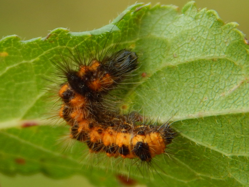 Acronicta auricoma - aranyos szigonyosbagoly