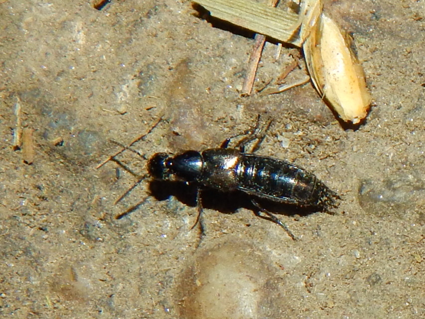 Philonthus