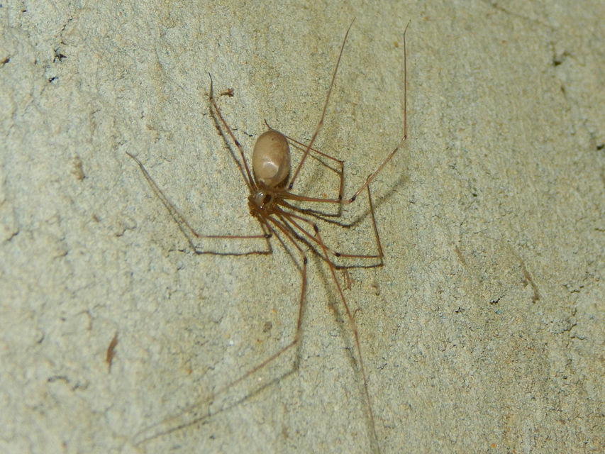 Pholcus phalangioides - nagy álkaszáspók