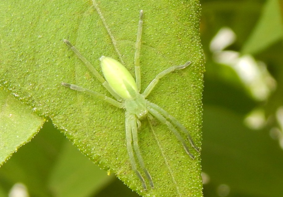 Micrommata virescens - hunyópók