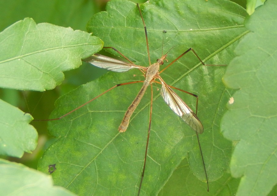 Tipula