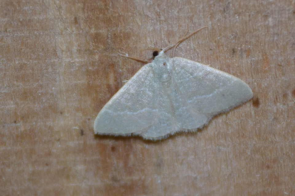 Phaiogramma etruscaria - fehérpettyes zöldaraszoló