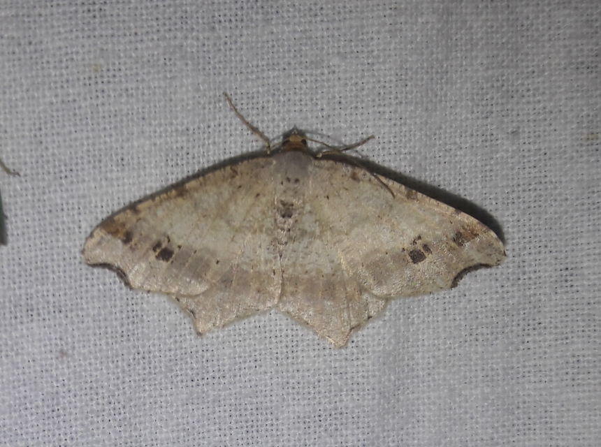 Macaria alternata - közönséges szürkearaszoló