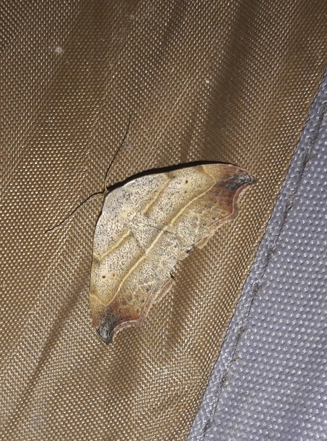 Laspeyria flexula - zuzmóbagoly
