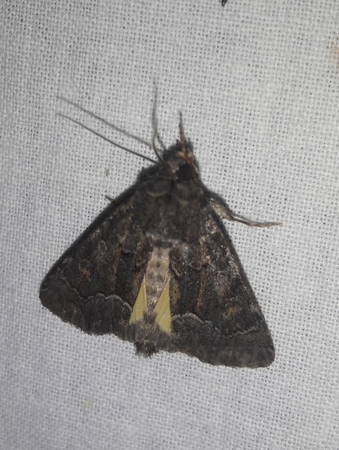 Thalpophila matura - fakó erdeibagoly