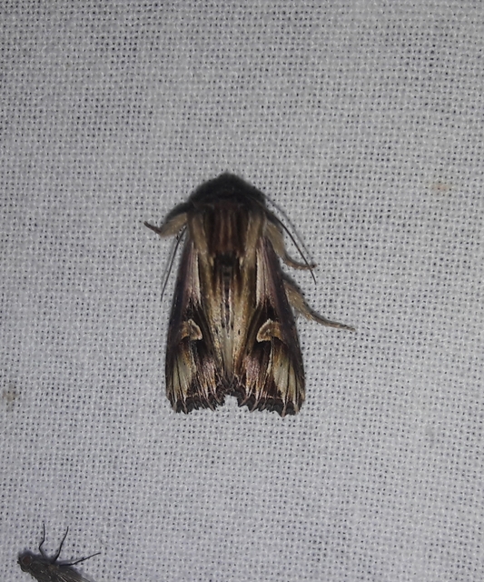 Actinotia polyodon - nagy sugarasbagoly