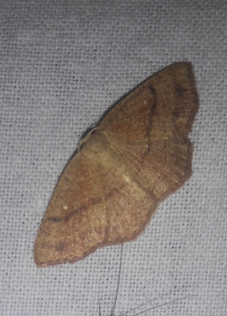 Cyclophora ruficiliaria - vörösrojtú pettyesaraszoló