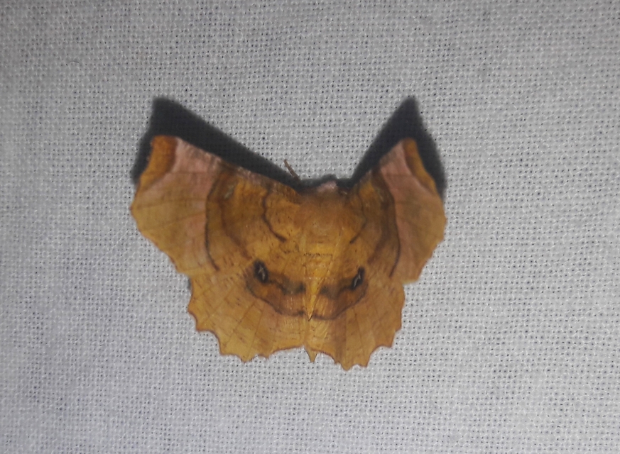Selenia lunularia - egyfoltos holdasaraszoló