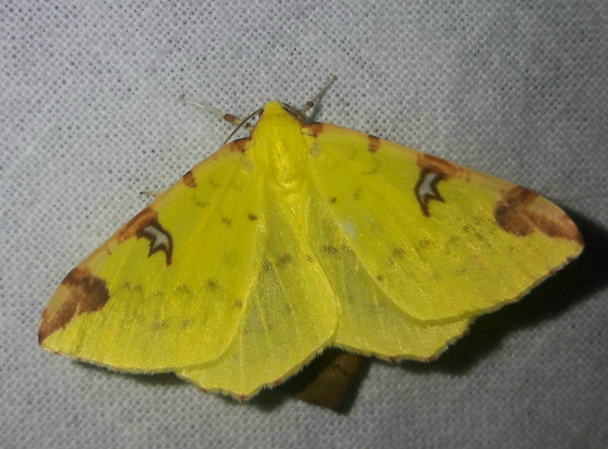 Opisthograptis luteolata - citromsárga araszoló