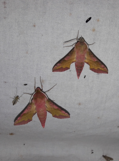 Deilephila porcellus - piros szender