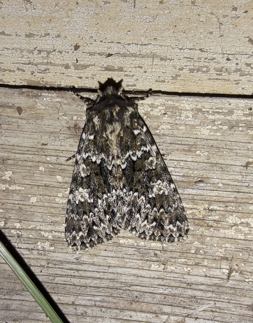 Polymixis polymita - kankalin-tarkabagoly