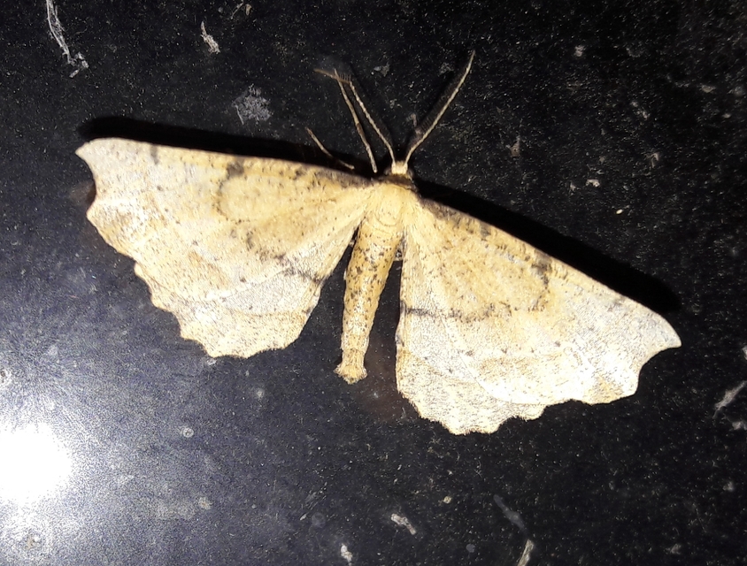 Artiora evonymaria - kecskerágó-araszoló