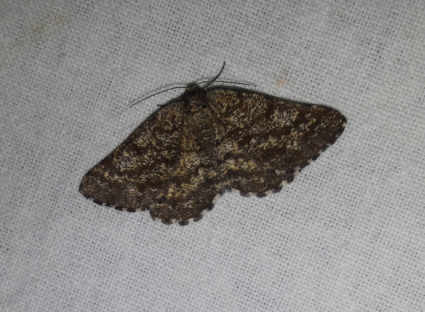 Ematurga atomaria - barna rétiaraszoló