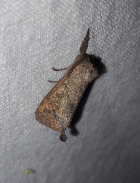 Clostera anastomosis - barna levélszövő