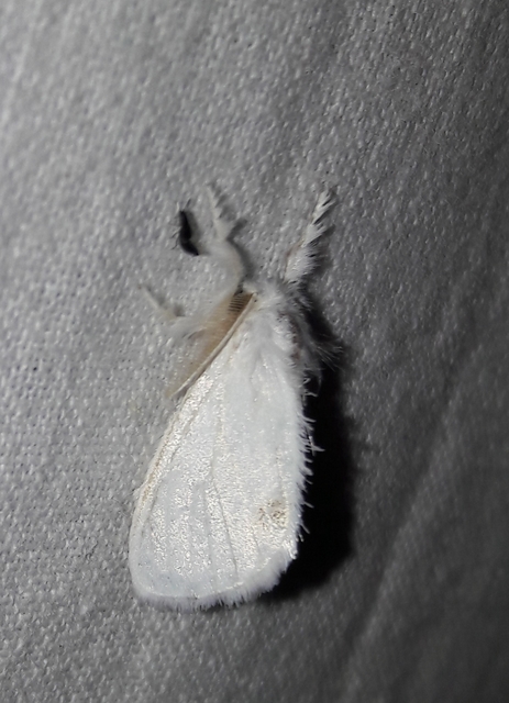 Sphrageidus similis - sárgafarú szövő