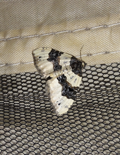 Cosmorhoe ocellata - szemes galajaraszoló