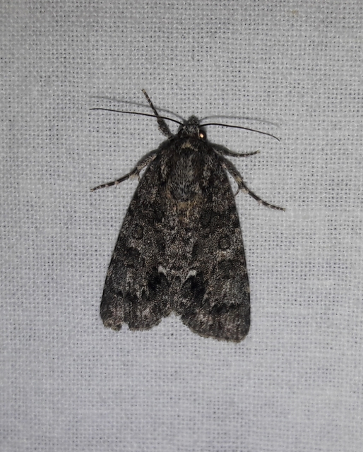 Acronicta rumicis - sóska-szigonyosbagoly