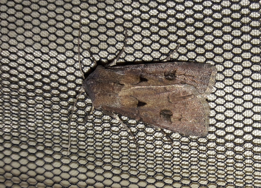 Agrotis exclamationis - felkiáltójeles földibagoly