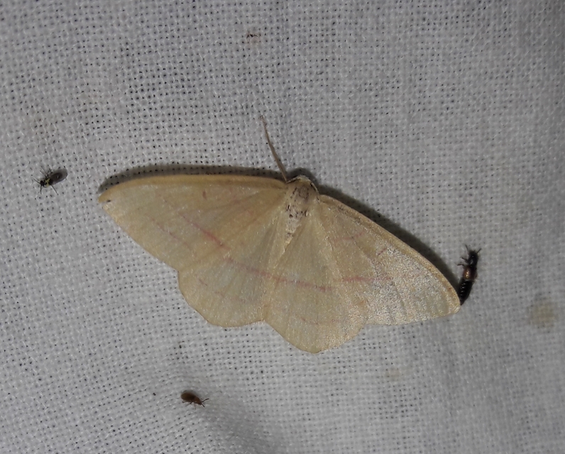 Rhodostrophia vibicaria - pirosszélű araszoló