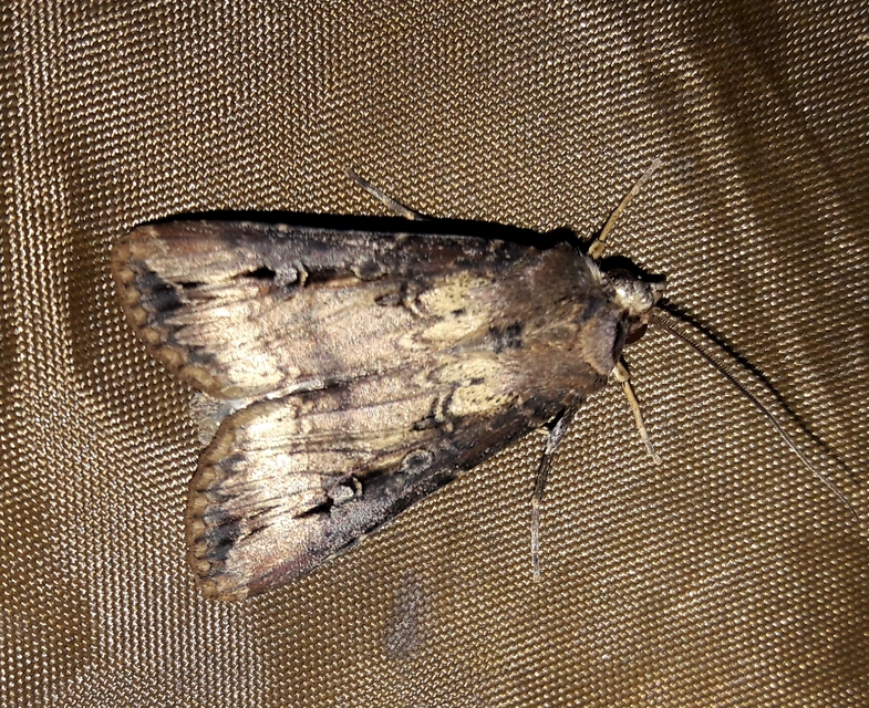 Agrotis ipsilon - nagy földibagoly
