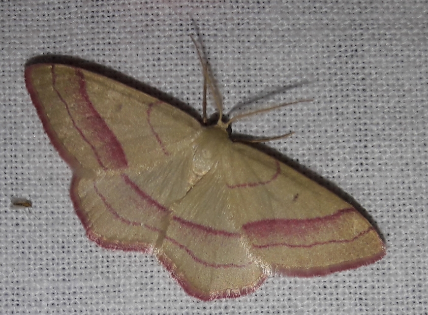 Rhodostrophia vibicaria - pirosszélű araszoló