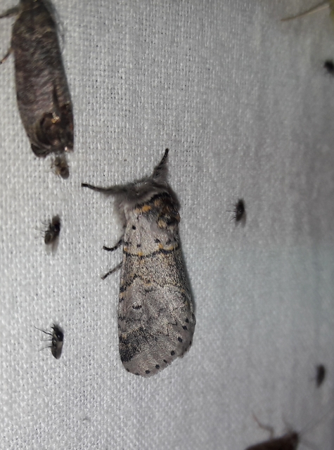 Furcula furcula - szürke púposszövő