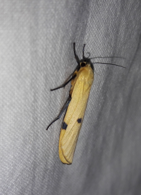Lithosia quadra - négypettyes zuzmószövő