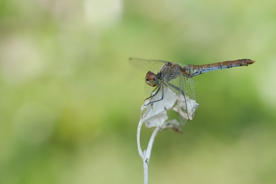 Sympetrum sanguineum - vörös katona-szitakötő