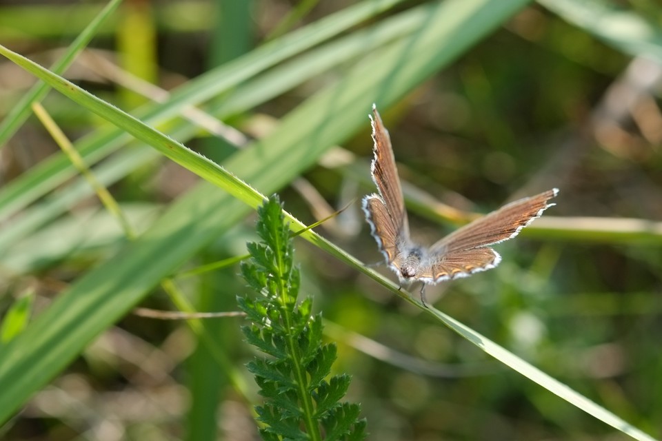 Plebejus argus - ezüstös boglárka