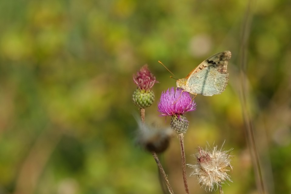 Argynnis pandora - zöldes gyöngyházlepke