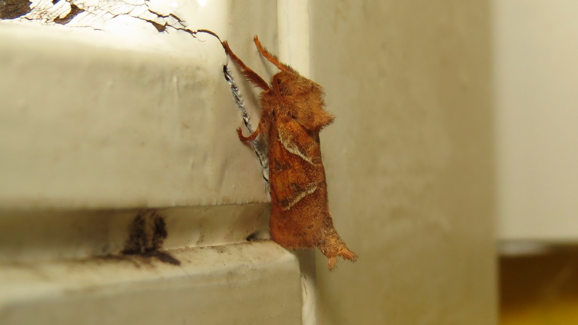 Triodia sylvina - kis gyökérrágólepke