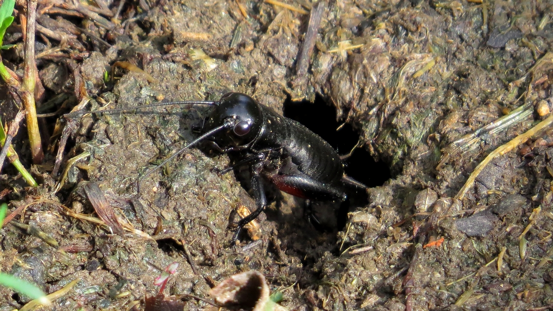Gryllus campestris - mezei tücsök