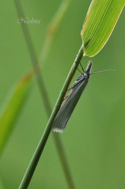 Crambus perlella - gyöngyházas fűgyökérmoly