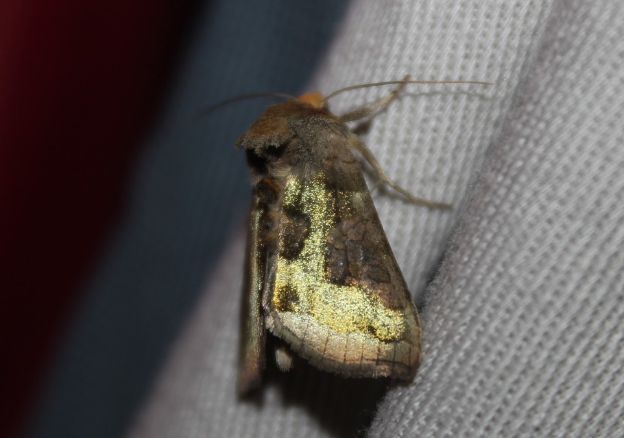 Diachrysia stenochrysis - rejtőző aranybagoly