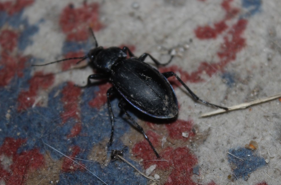 Carabus violaceus - kékfutrinka Carabus violaceus - kékfutrinka