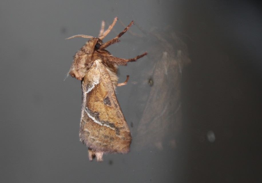 Triodia sylvina - kis gyökérrágólepke