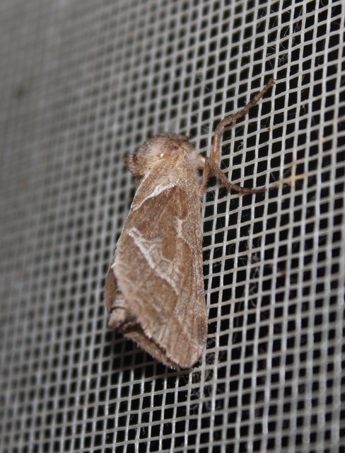 Triodia sylvina - kis gyökérrágólepke