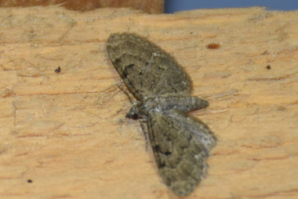 Eupithecia virgaureata - aranyvessző-törpearaszoló