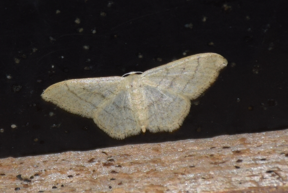 Idaea straminata - szalmasárga sávosaraszoló