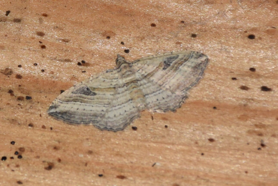Costaconvexa polygrammata - soksávú araszoló