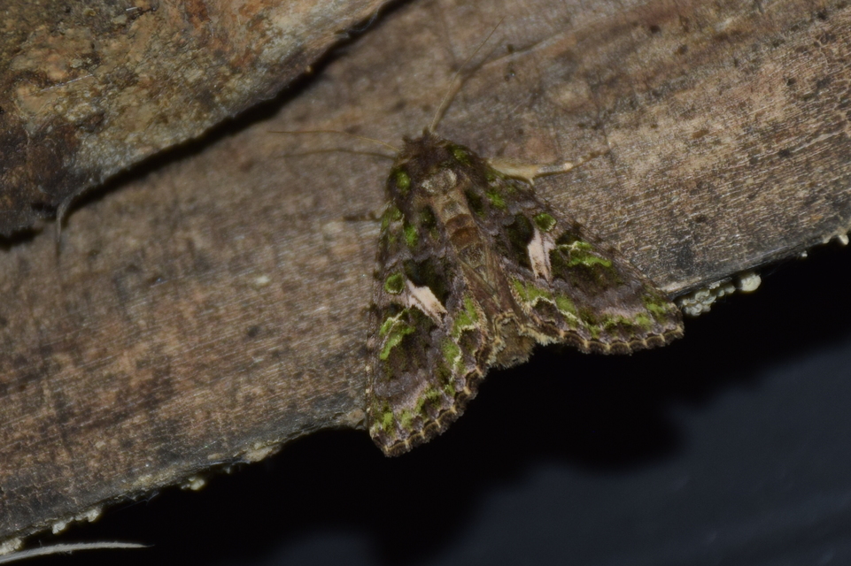 Trachea atriplicis - nyári zöldbagoly